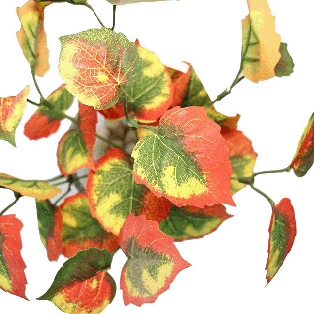 FR Maple Stem