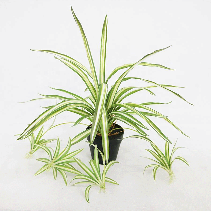 variegated spider plant