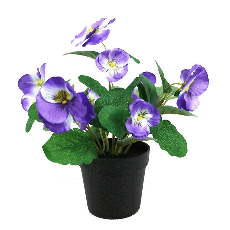 Indoor Pansy Plant