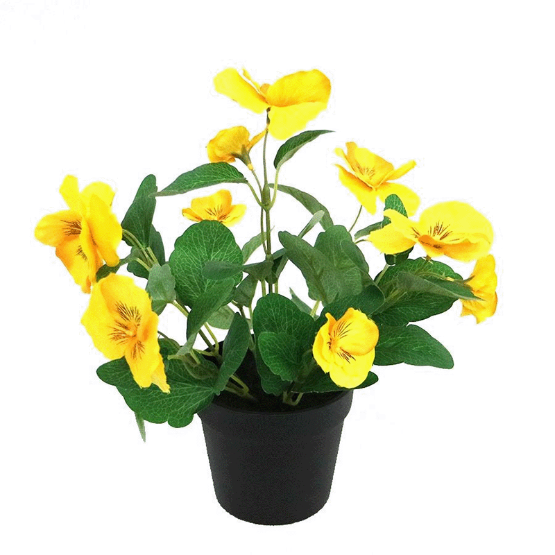 potted pansy flowers