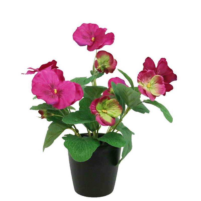 pansy flowers bonsai