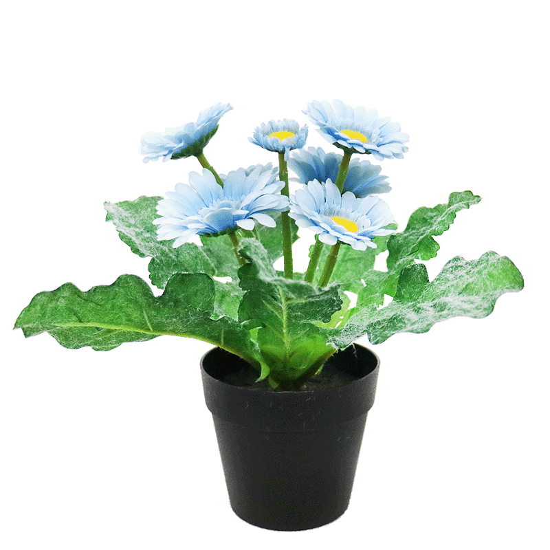 daisy flowers bonsai