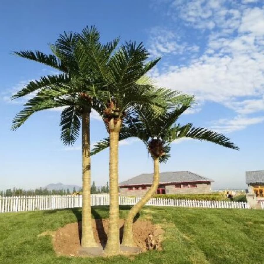 large landscape coconut palm