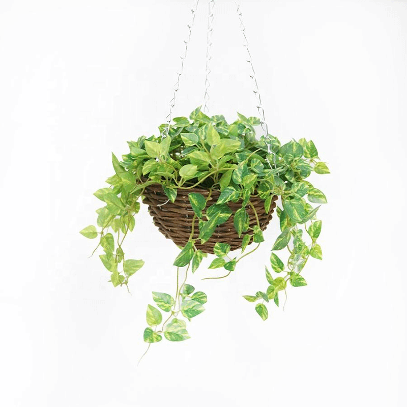 hanging plant