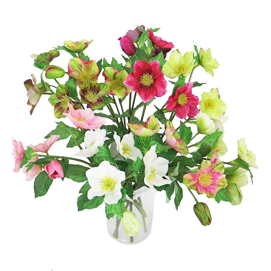 Indoor Hellebore Stem
