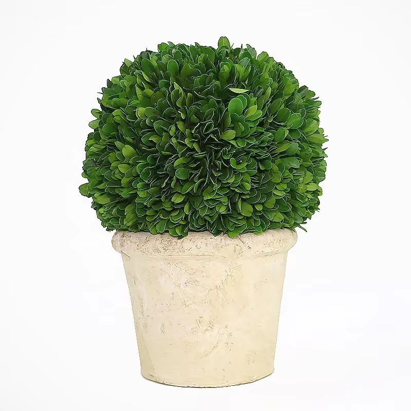 Preserved Boxwood Topiary