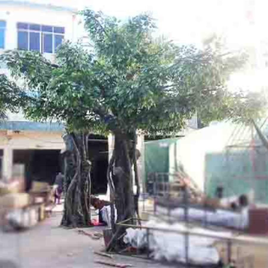 uv resistant banyan tree