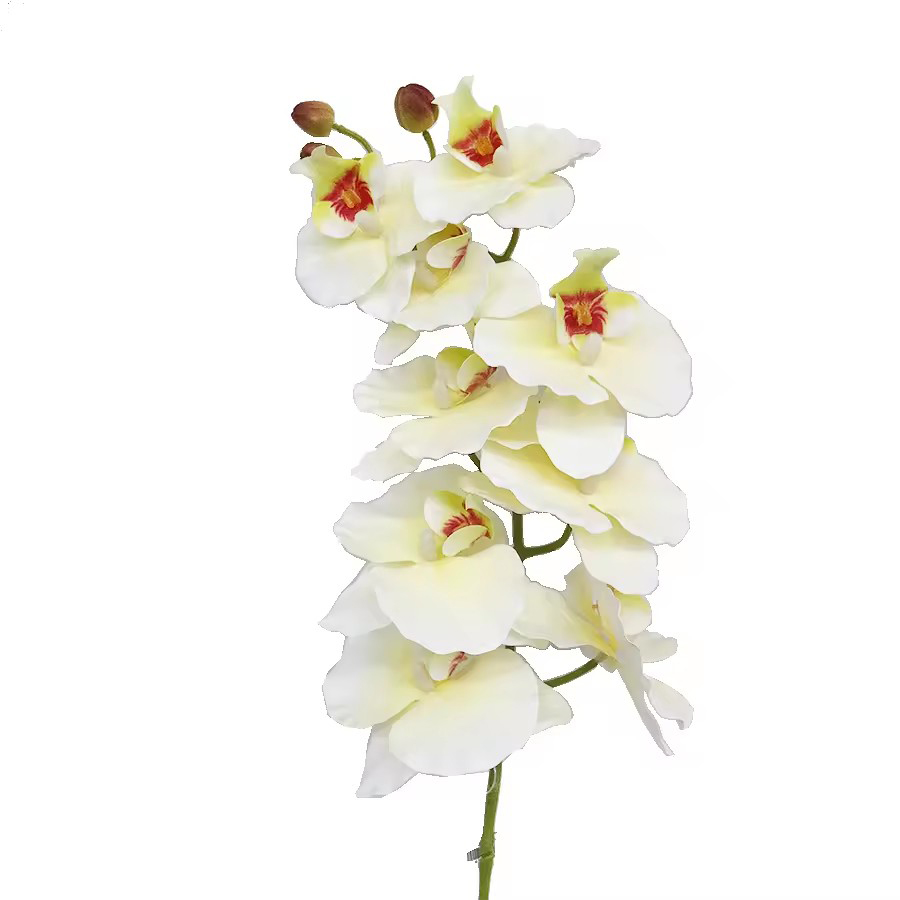 orchid flowers 