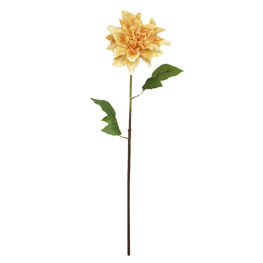 dahlia stems wholesale