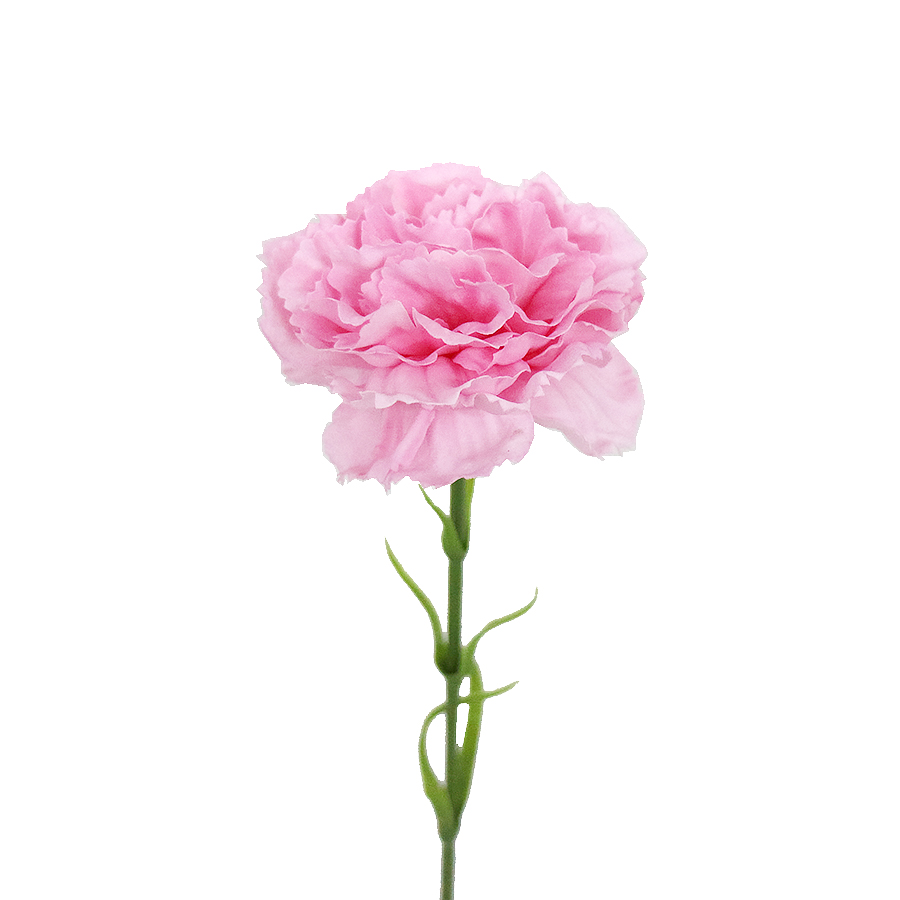 carnation flowers