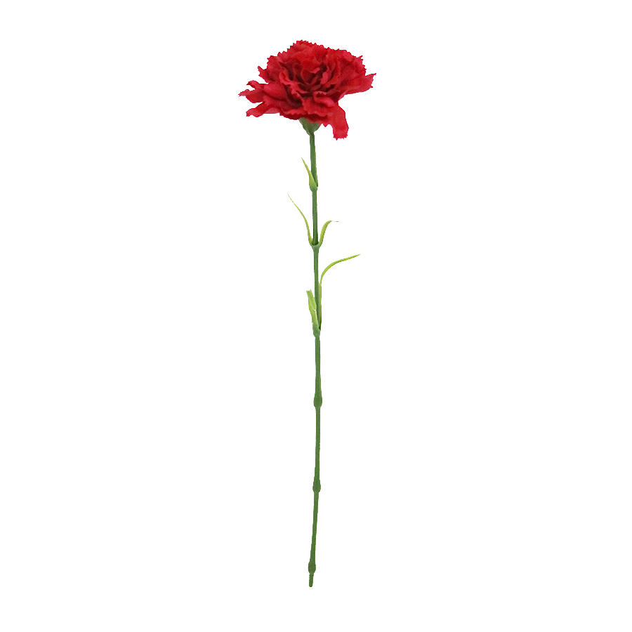 indoor carnation stem 
