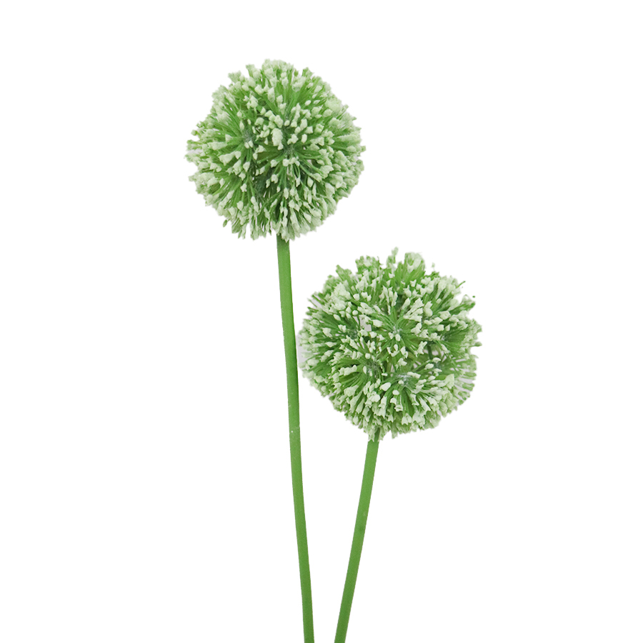 green allium stem