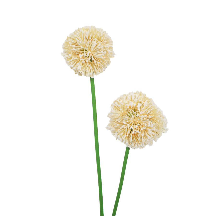 champagne allium stem