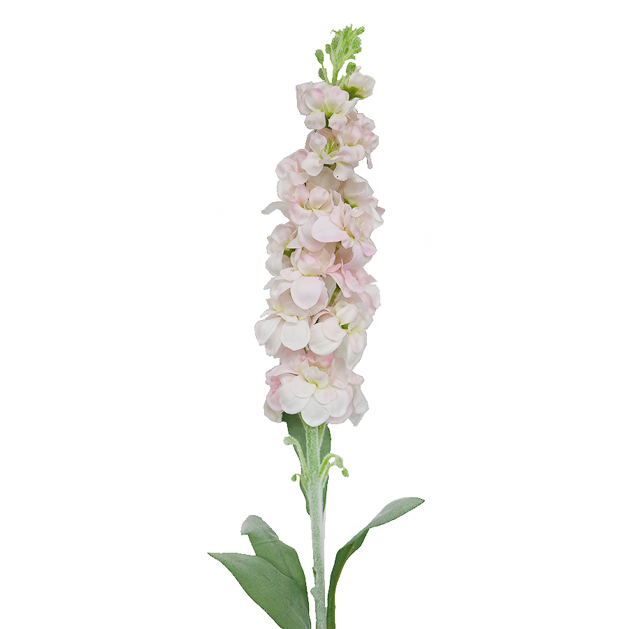 violet stem 