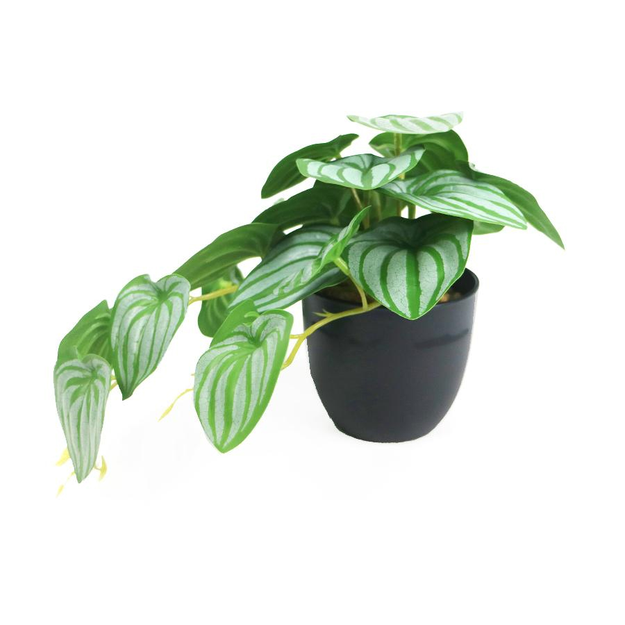 fake plant bonsai