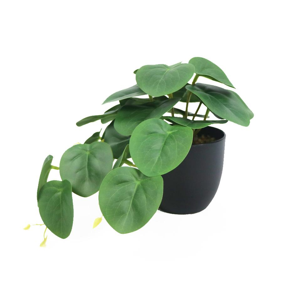 wholesale potted plant