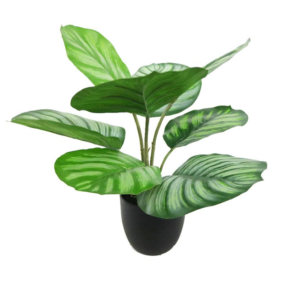 Calathea potted plant