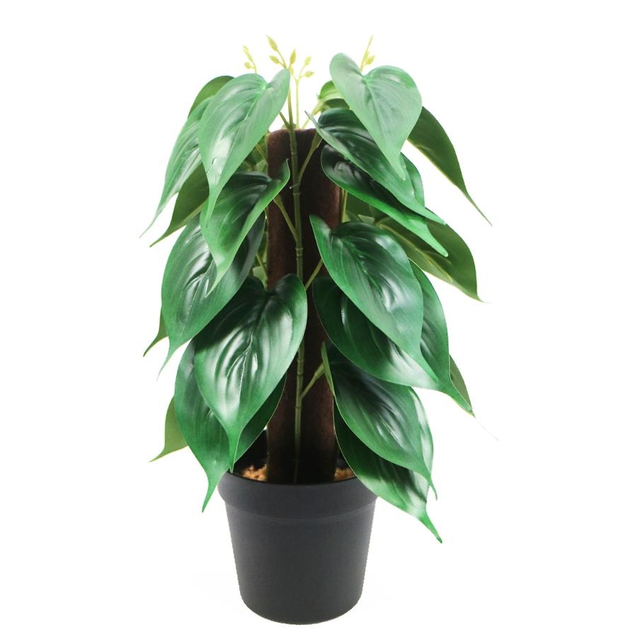 Green Pothos Plant