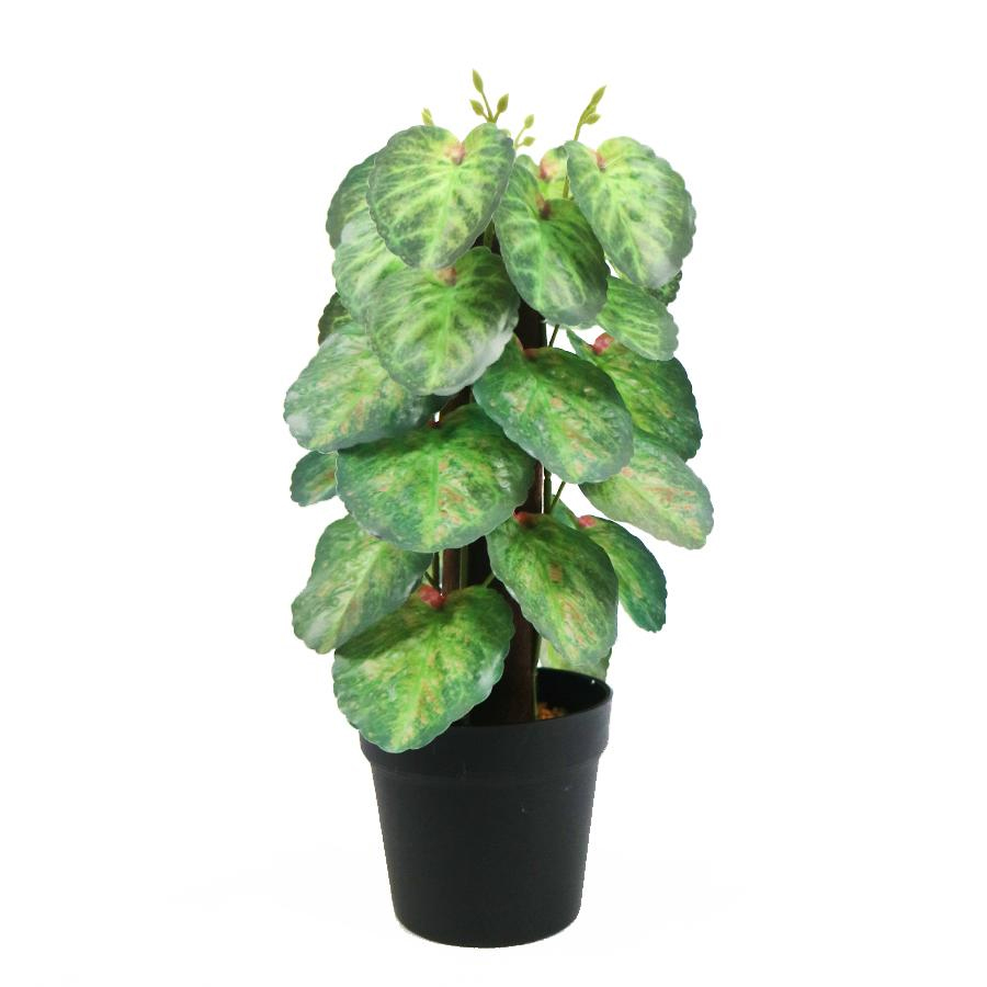 Wholesale Small Bonsai