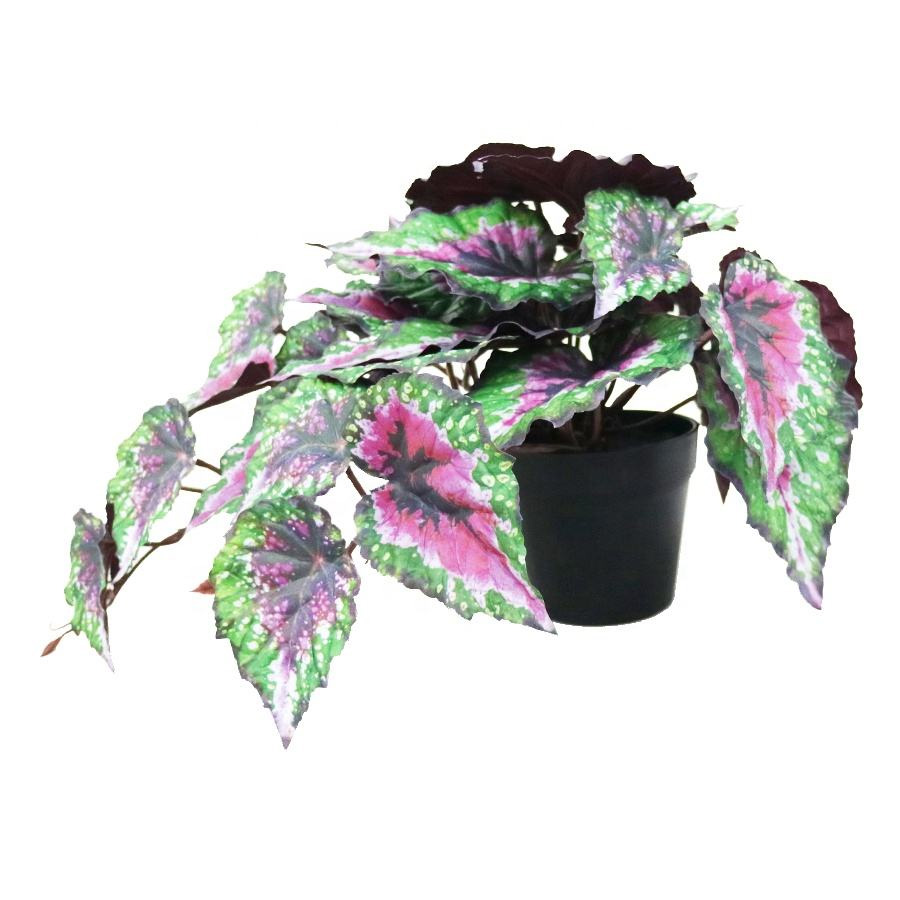 Decorative Plant Bonsai