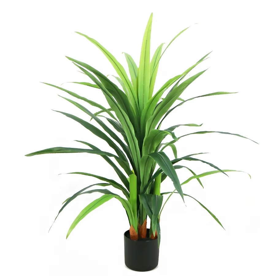 dracaena tree