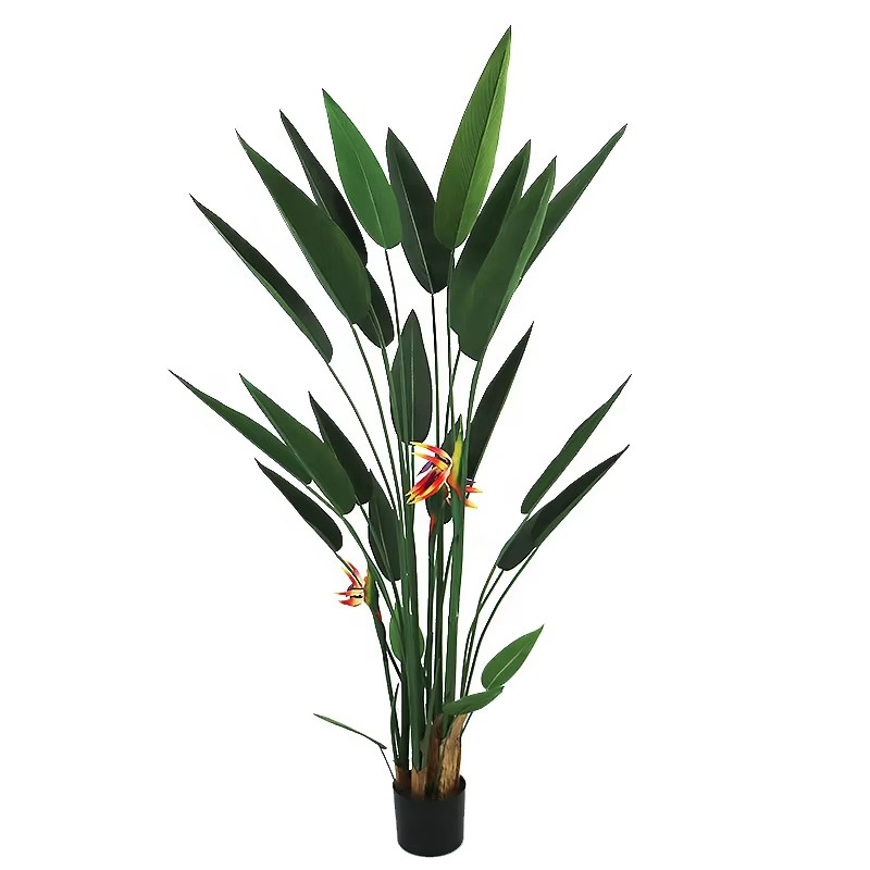 bird of paradise house plant