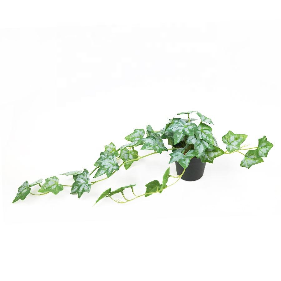 variegated ivy plant