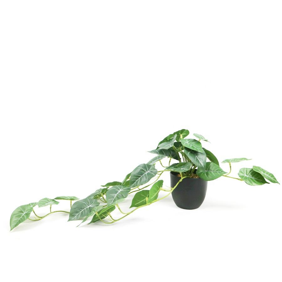 wholesale small bonsai