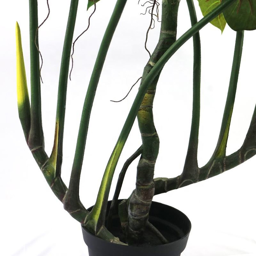 Colocasia Stem