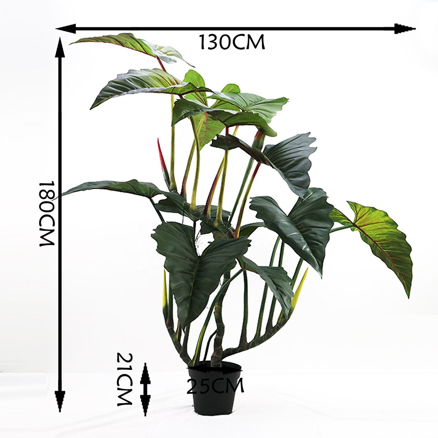 Colocasia Tree Size