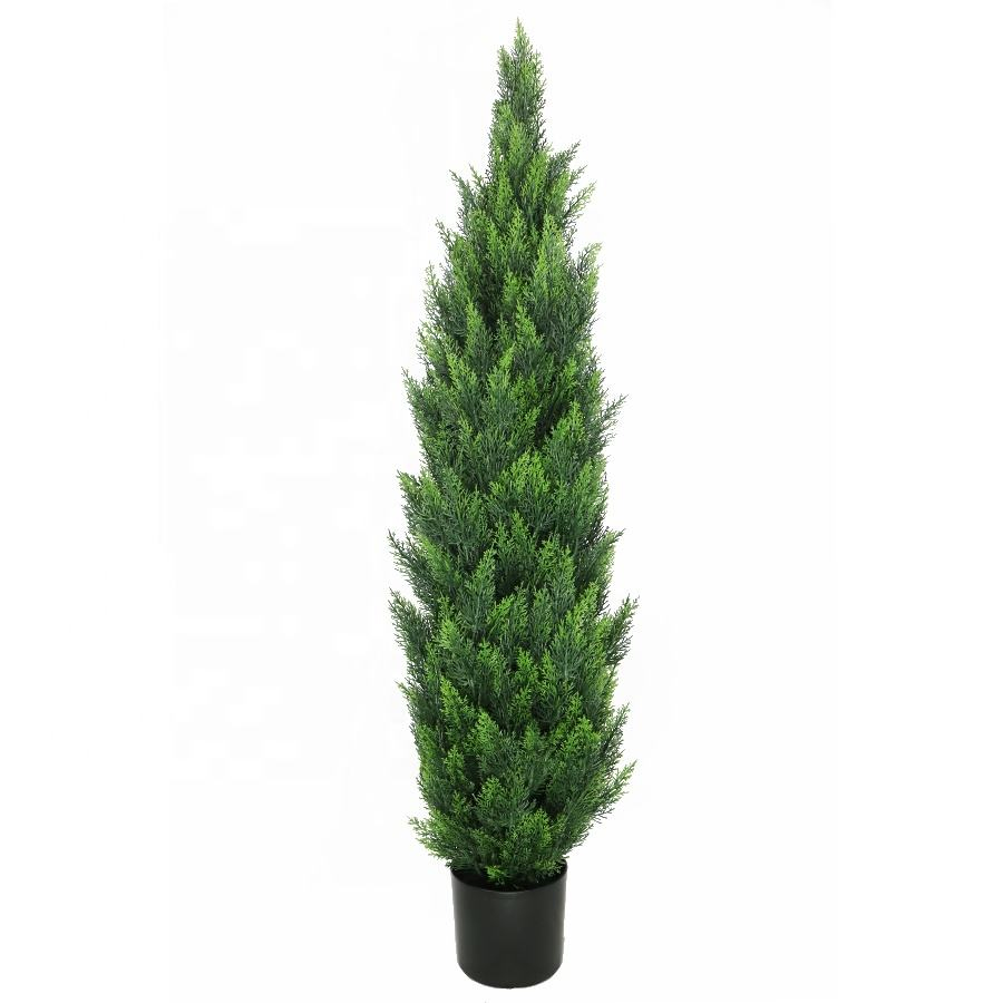 indoor cypress tree