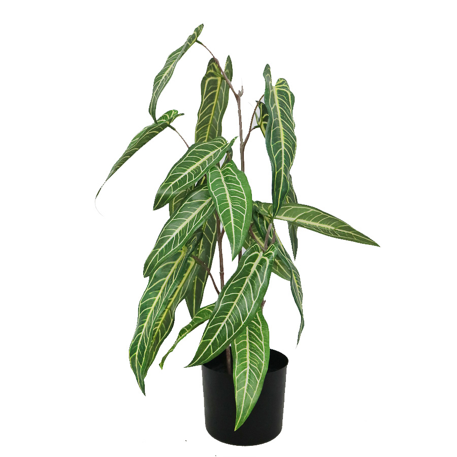 plant bonsai