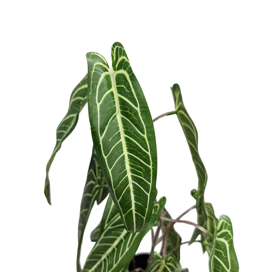 faux alocasia plant