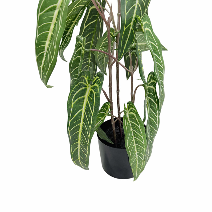 alocasia bonsai