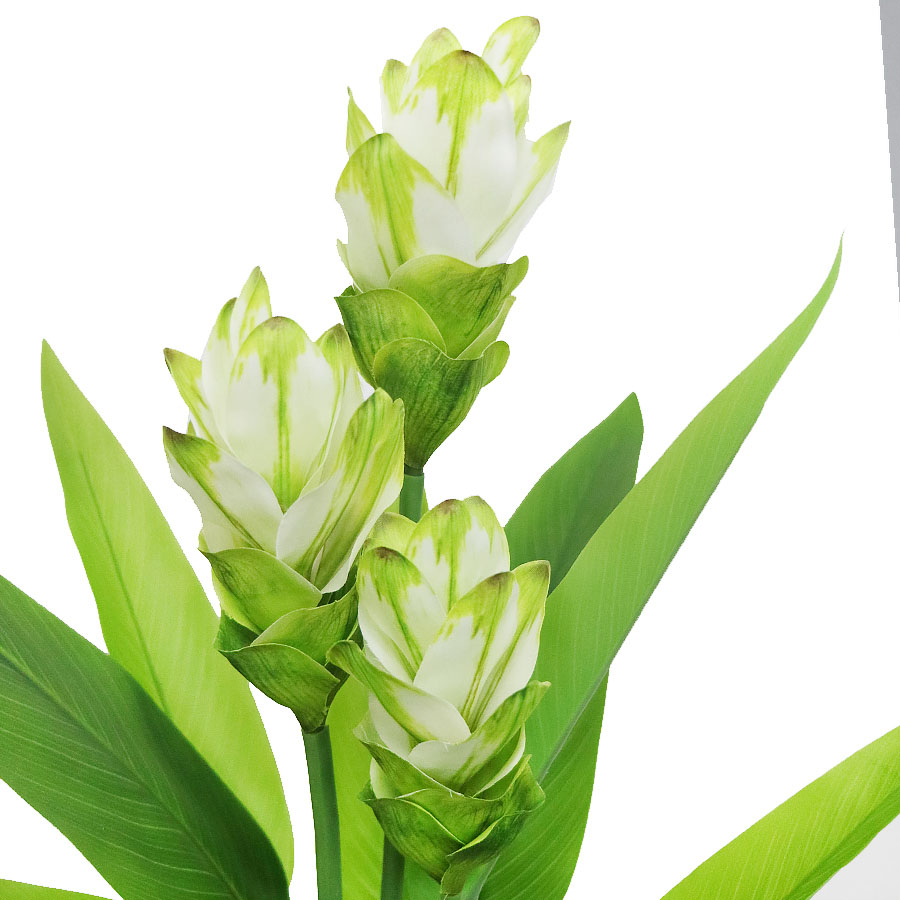faux curcuma plant