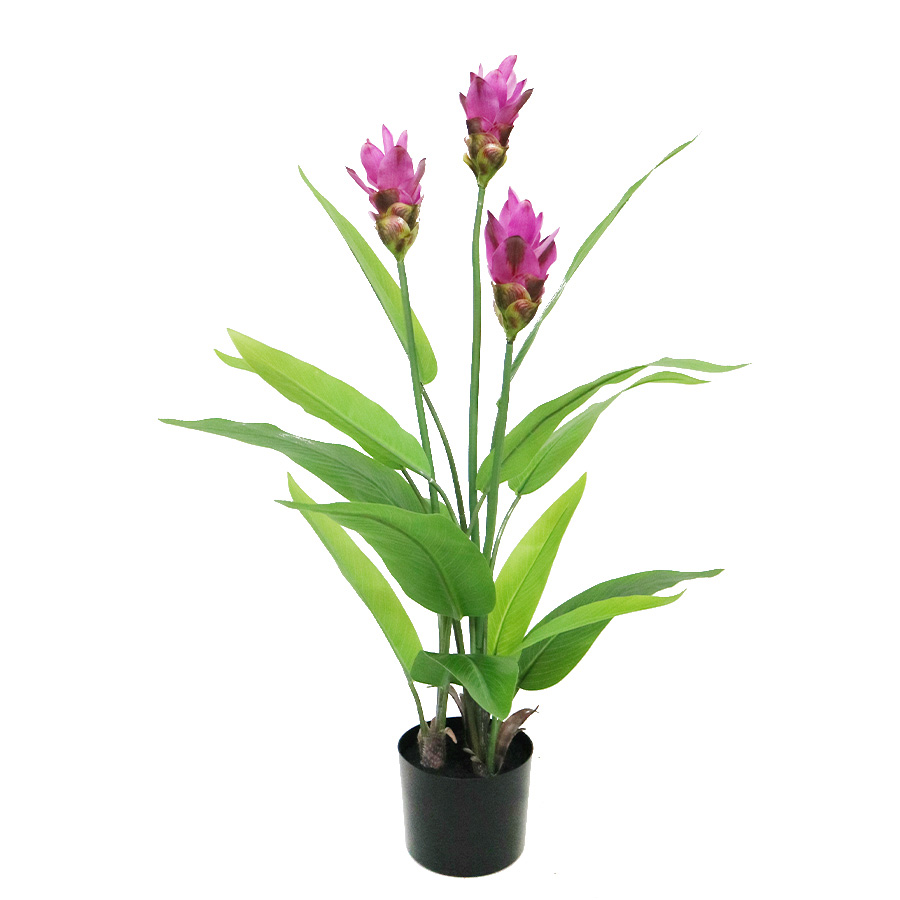 wholesale curcuma plant