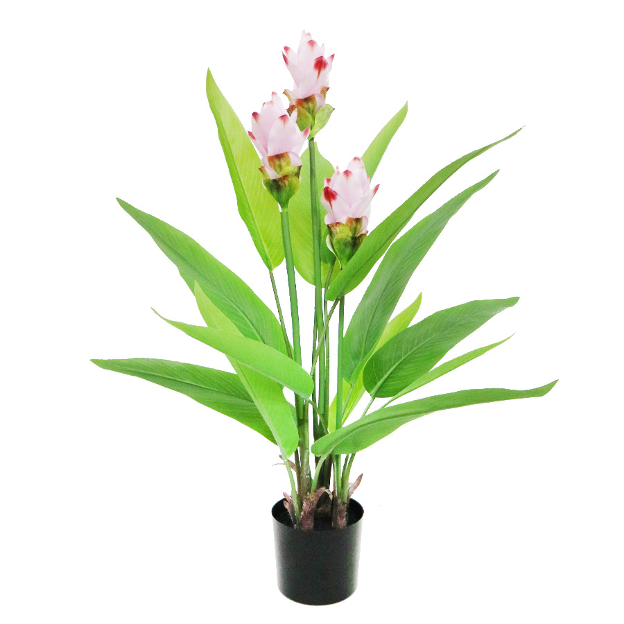 decorative curcuma plant