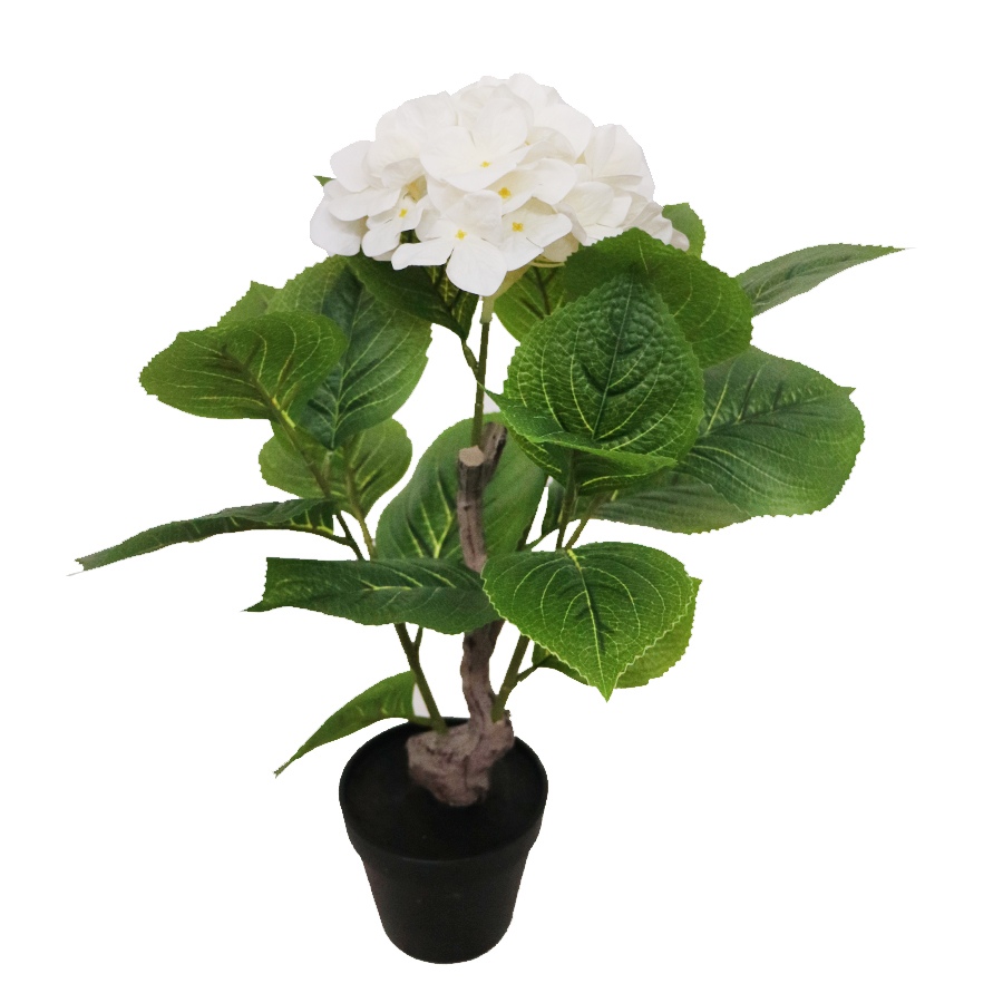 plant hydrangea
