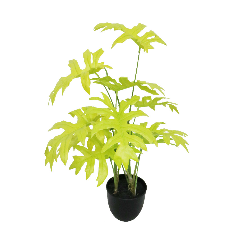 philodendron plant
