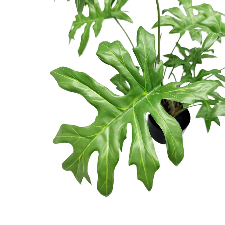 decorative philodendron plant