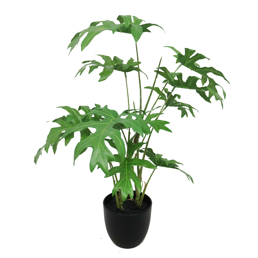 wholesale philodendron plant