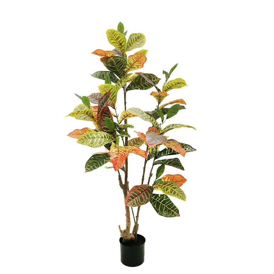 130cm croton tree