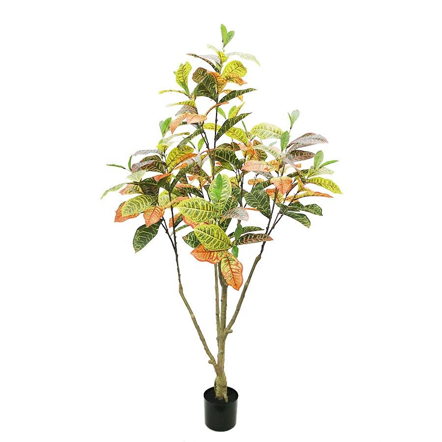 180cm croton tree