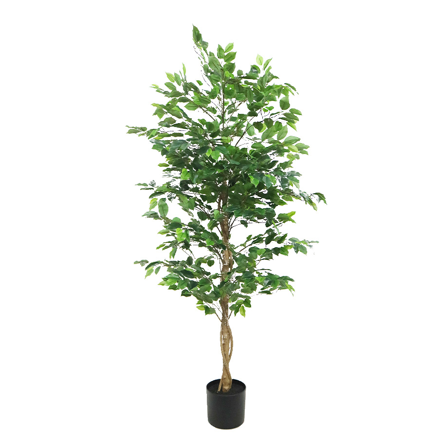 ficus tree