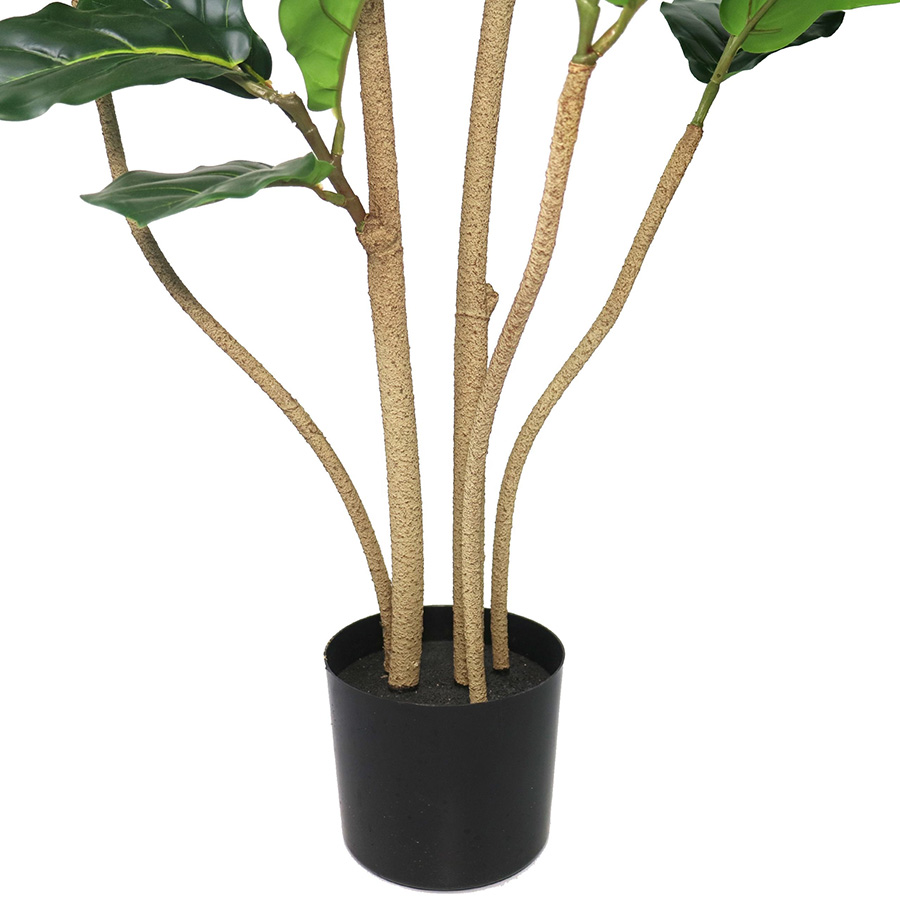 fiddle tree